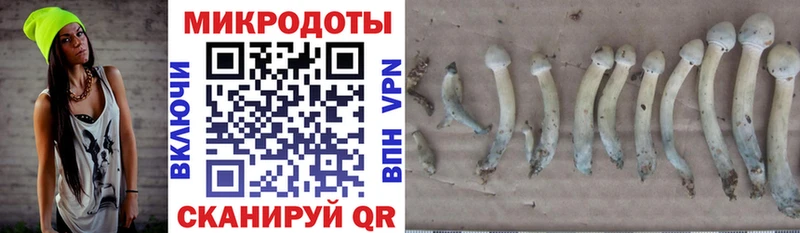 как найти Зверево Галлюциногенные грибы MAGIC MUSHROOMS